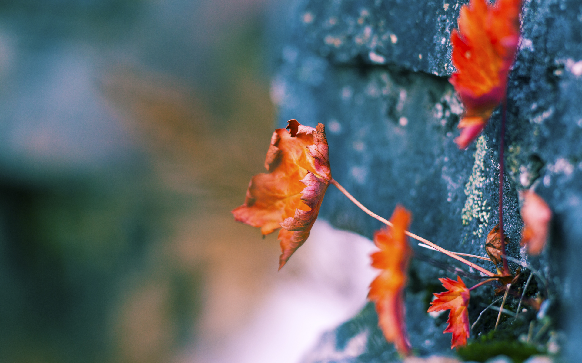 博洛尼亚在意大利联赛中赢得激动人心的比赛,博洛尼亚在意大利联赛中赢得激动人心的比赛是什么