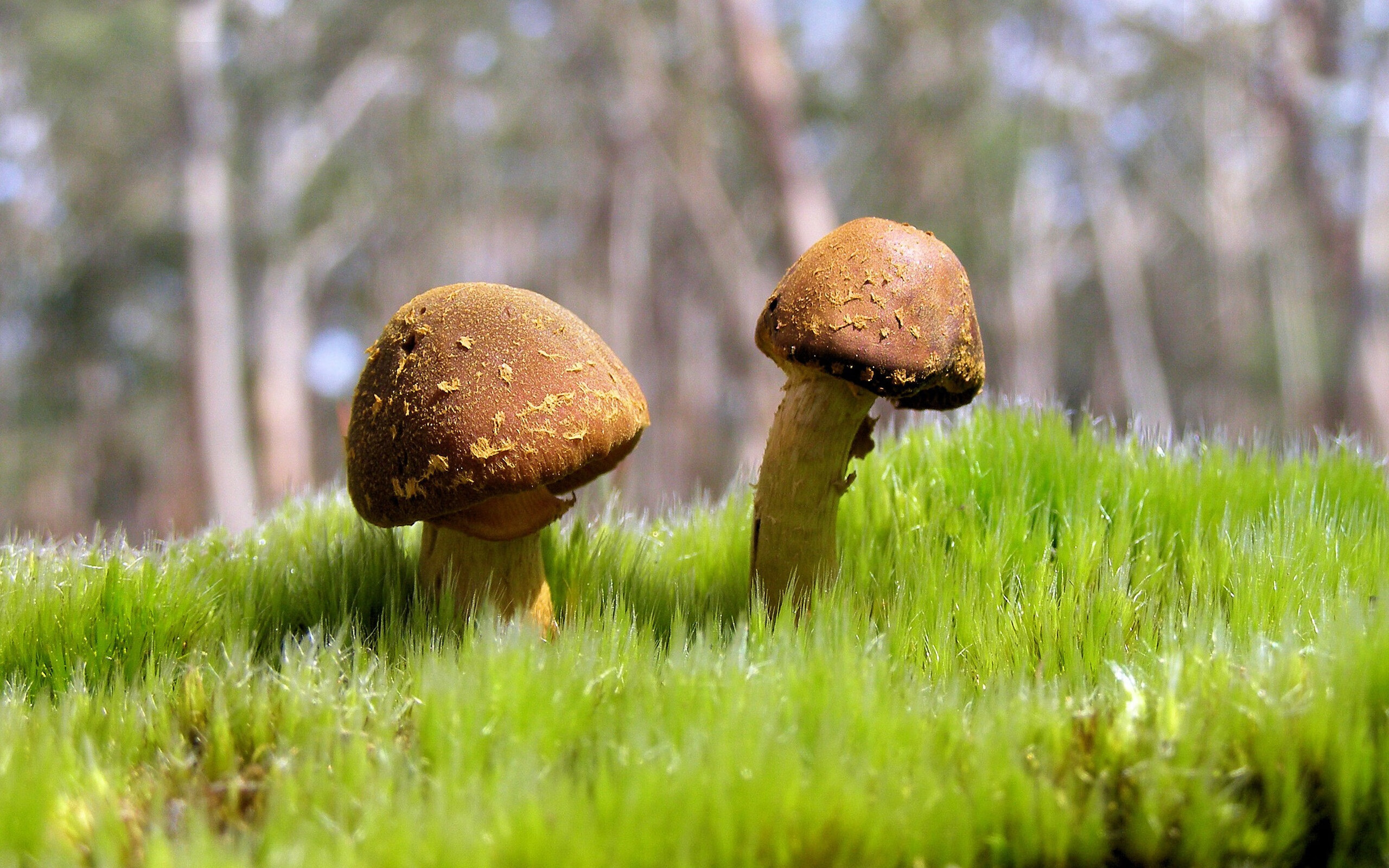 欧国联比赛:利比亚队逼平突尼斯队,欧联杯比利时