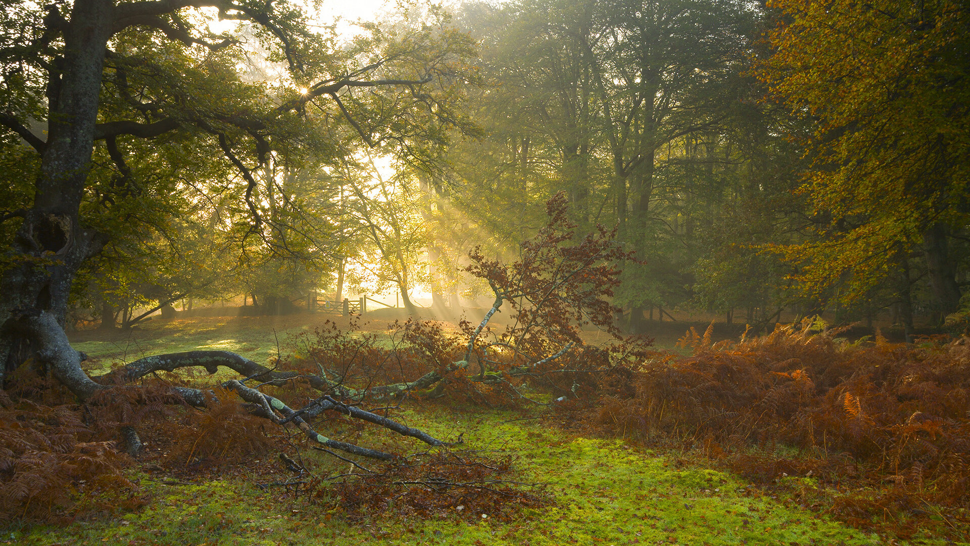 STAR SPORTS下载-美洲篮球决赛即将上演，谁能问鼎最高荣誉？，美洲篮球比赛