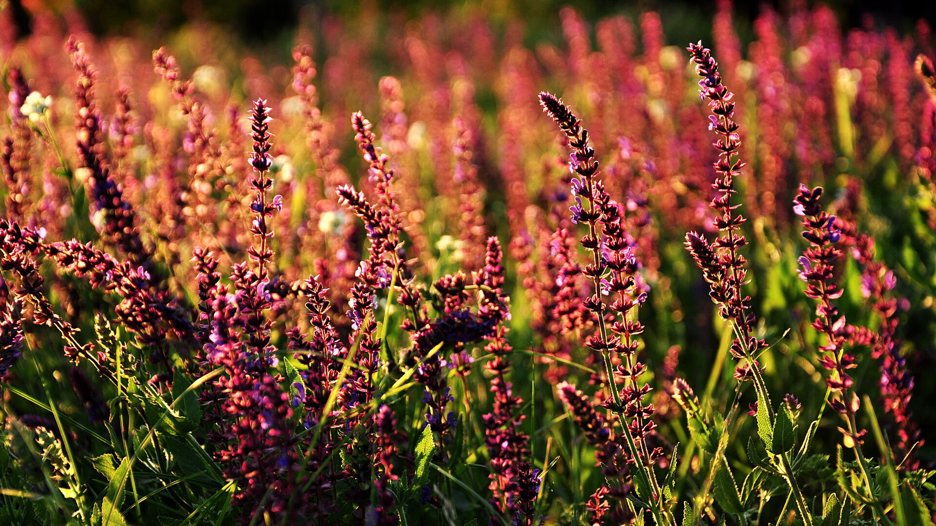 青训是否应注重培养球员创造力和智慧，青训对足球的重要性