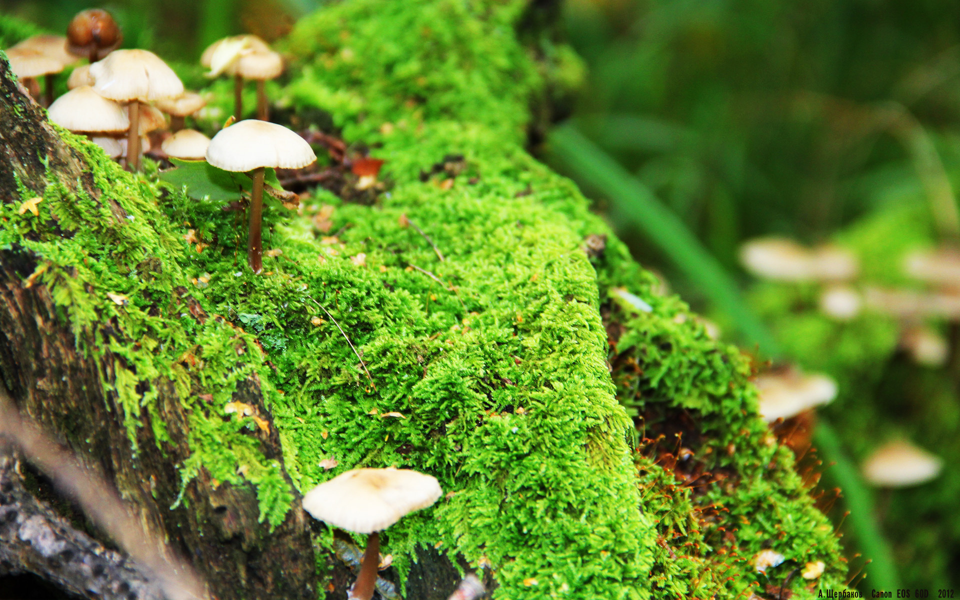 全国定向越野锦标赛开启热血赛程,定向越野比赛时间